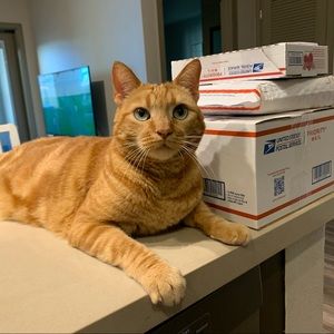 Meet your Posher, Gia